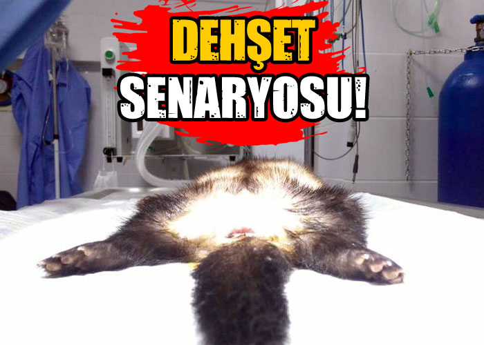 Avrupa’dan para koparmak için sahipli hayvanları bile çalıyorlar