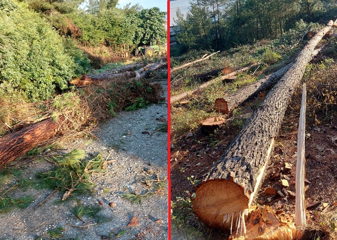 Yine Kuşadası, yine katliam!