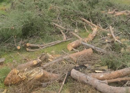 Güzelçamlı’da faili meçhul kıyım!