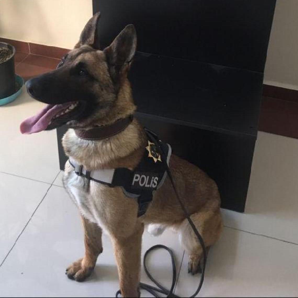 Arthur, 2 bin kişiyi zehirlenmekten kurtardı!