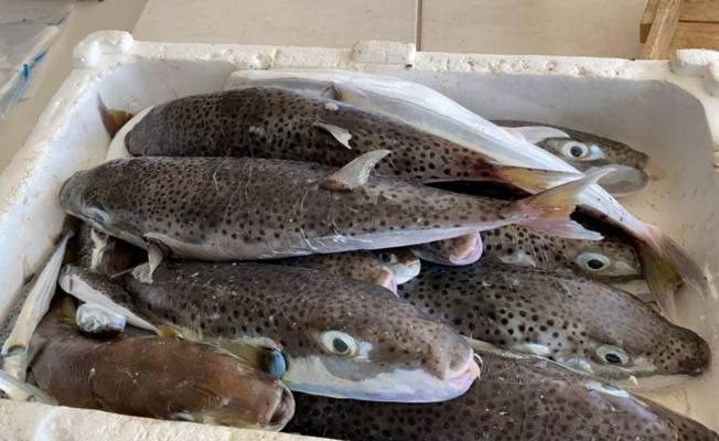  Bakanlık 15 milyon liralık ‘balon balığı satın alacak