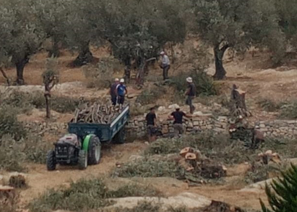 Yeşil cinayete suçüstü!