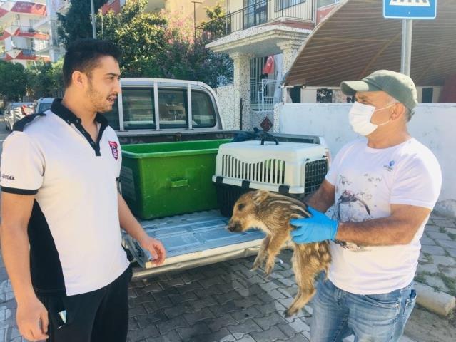 Annelerini kaybeden yavru  domuzlar doğaya bırakıldı