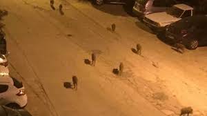 Beton işgali, domuzları da şaşırttı!