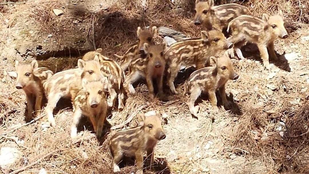 Milli Park’ın yaban ailesi büyüyor