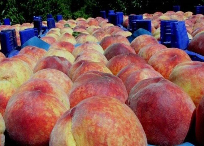 Şeftalide ihracat sezonu açıldı ilk TIR’lar Selçuk’tan yola çıktı