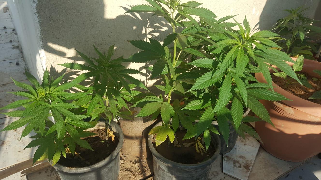 Balkonda gördüğünüz her saksıyı çiçek zannetmeyin!