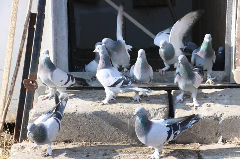Güvercin uğruna 2 ocak söndü!
