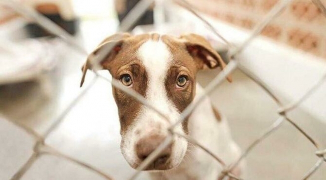 11 Köpek öldürmekle suçlanan kadının 10.5 yıl hapsi isteniyor