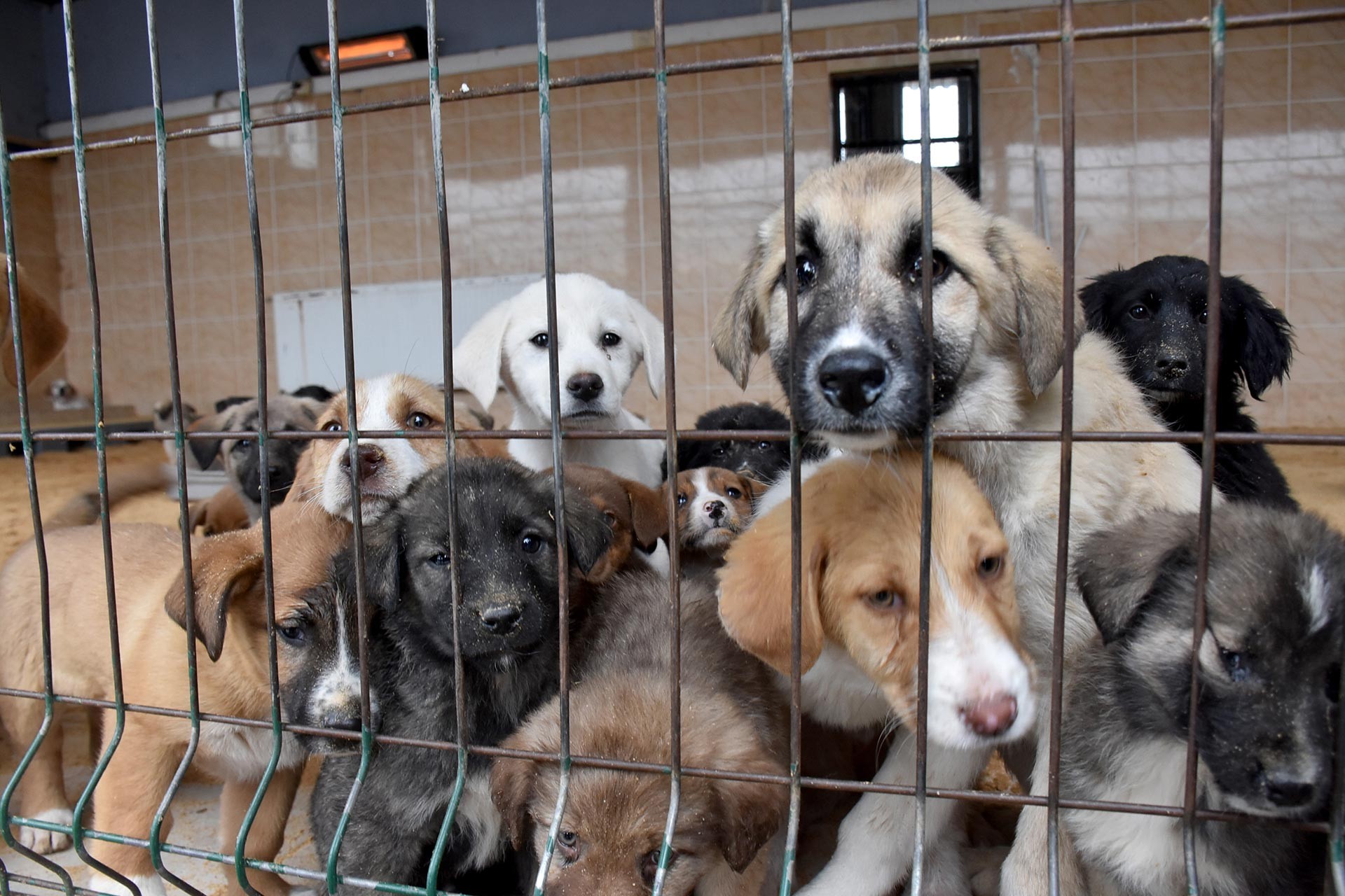 Can dostlar için adalet geliyor