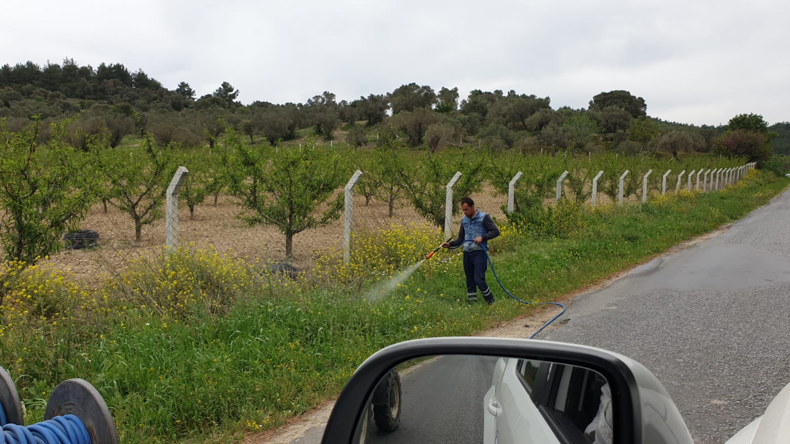 Yollardaki otlardan kurtulmak için hem doğa, hem insan zehirleniyor