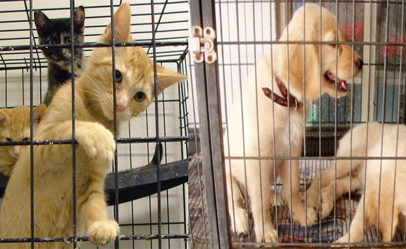 En hayırlı kopya: Pet-shop'larda kedi-köpek satışına yasak geldi