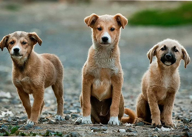 Büyükşehir hediyesi mamalar küflü çıktı, can dostlar aç kaldı