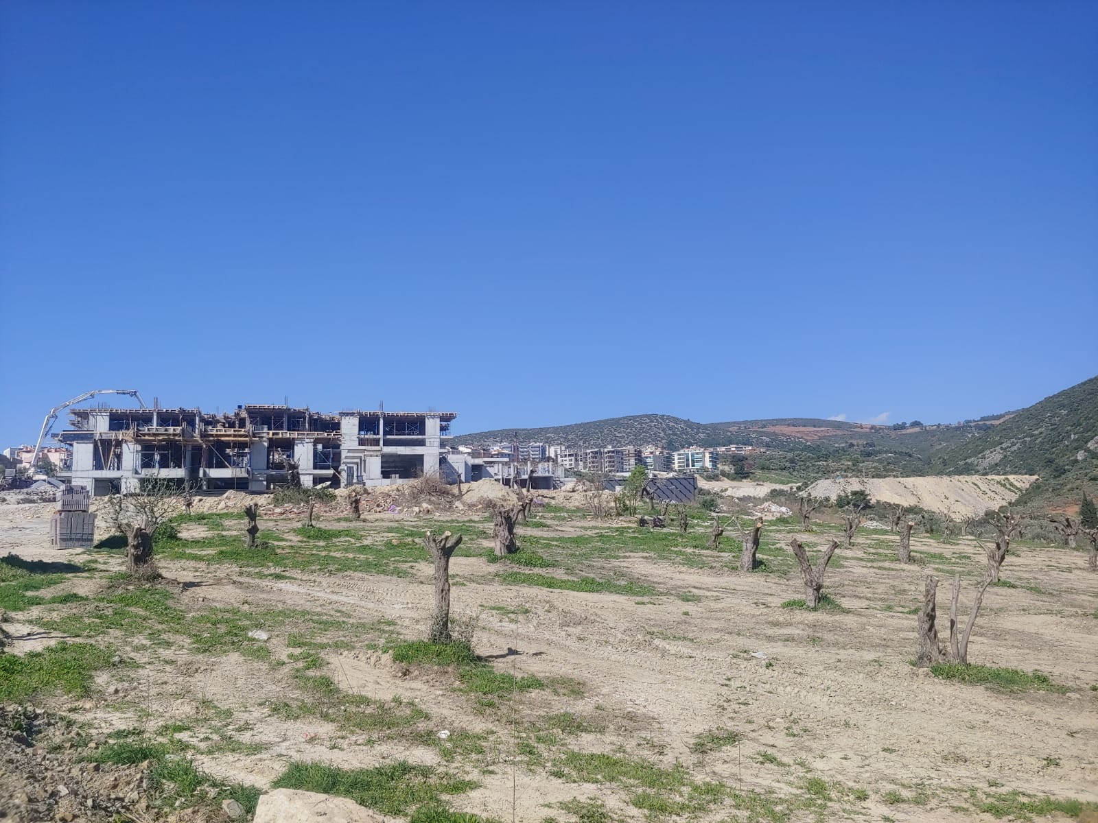 Kuşadası, zeytinliklerin en rahat kurban edildiği kent haline geldi