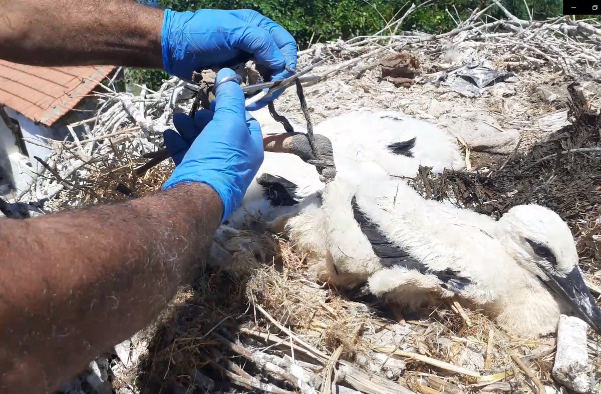 Leylek yuvalarında plastik tehdit!