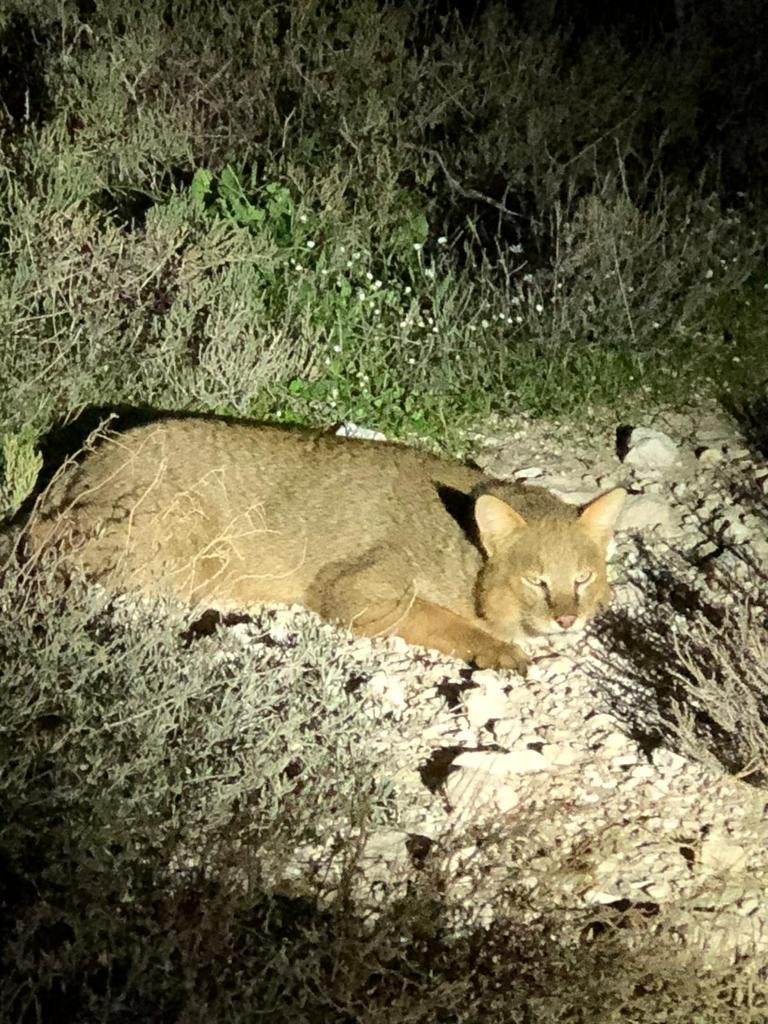 Delta’nın nadide kedisi tek kurşunla öldürüldü