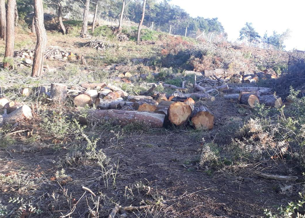 Kuşadası ormanlarında kıyım!