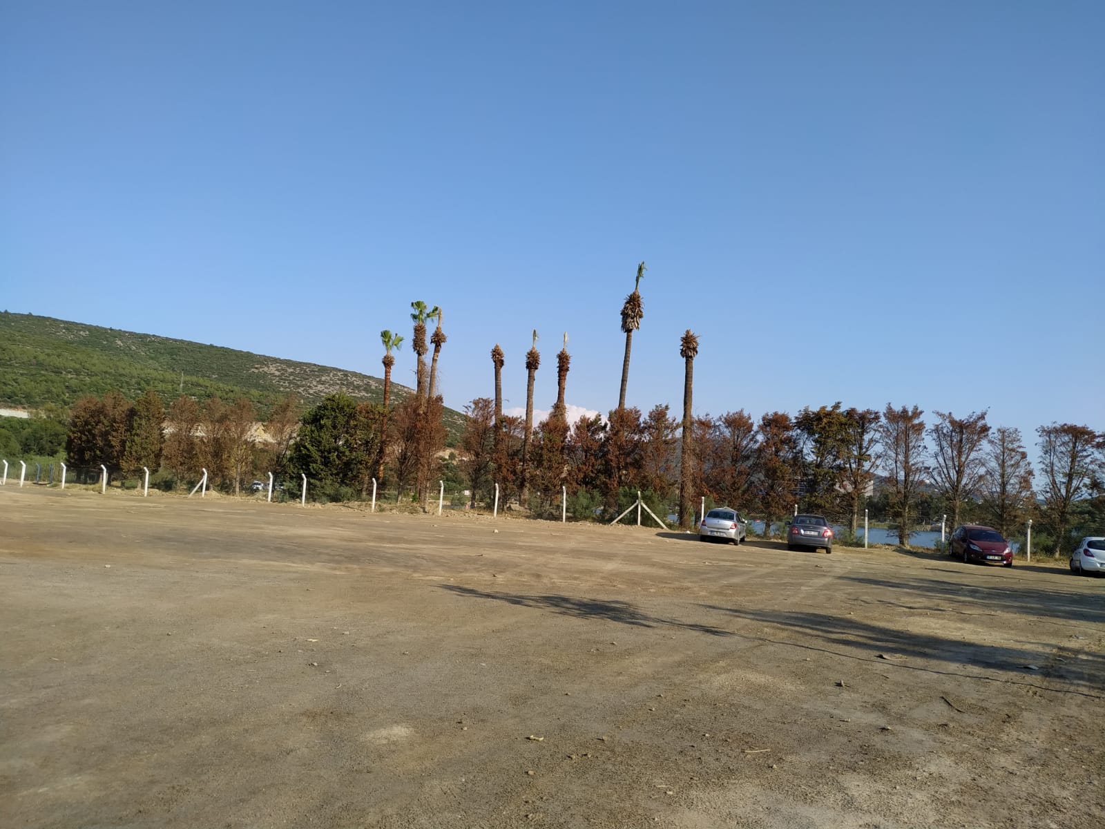 Estetik uğruna sürgüne gönderilen “anıt ağaç”lar kurumaya başladı!