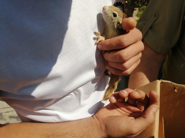 Bu da sincap operasyonu!