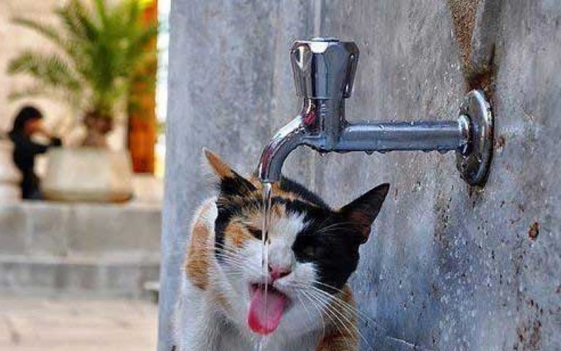 Sokak hayvanlarını kim besleyecek, emekli, ikramiyesini nasıl çekecek?