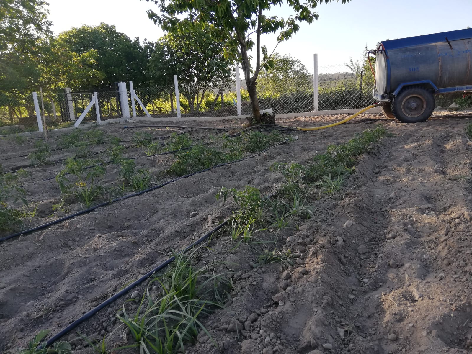 Tehlike çanları Ada için çalıyor!