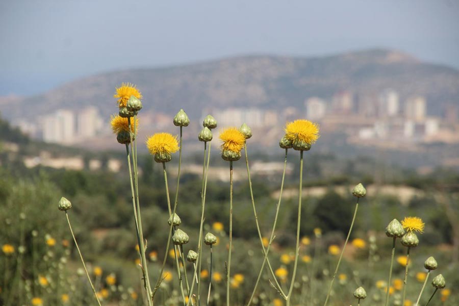 Vahşi sevgiye ağır fatura!