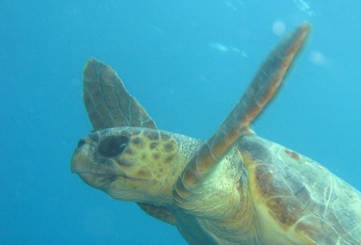 Trol terörüne bir kurban daha!