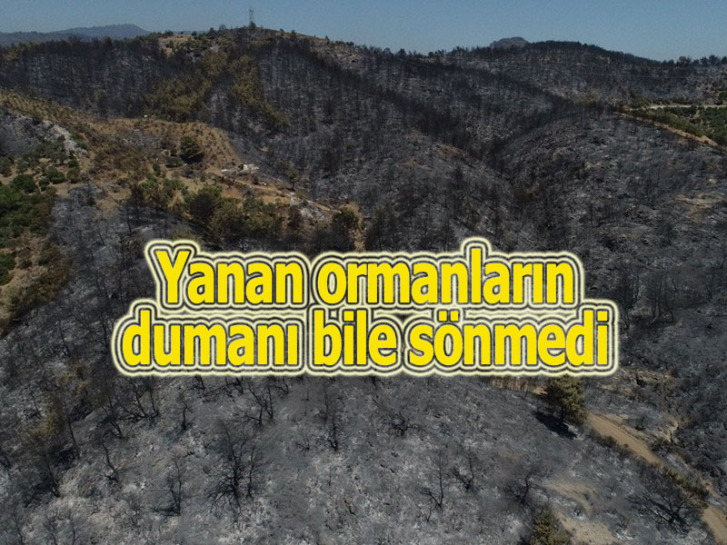 Kuşadası’nda binlerce zeytin ağacı “kundaklanma” tehdidi altında!