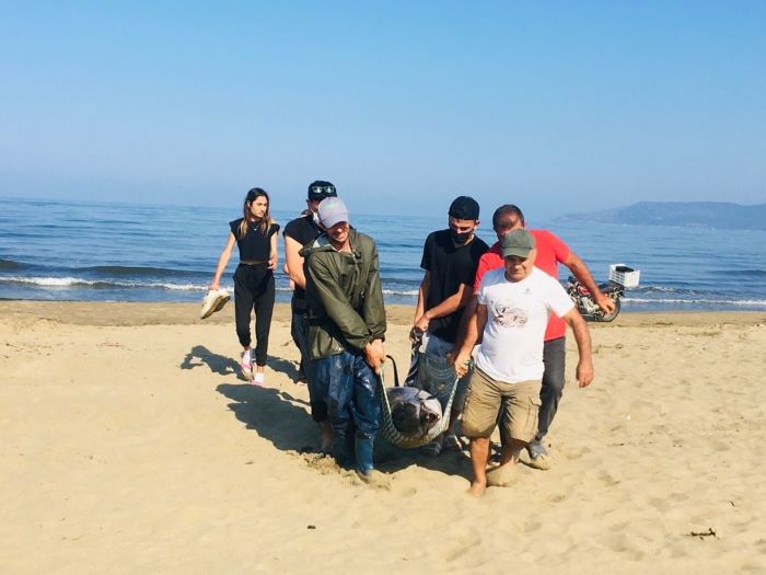 Açık denize götürülen yunus geri döndüğü sahilde can verdi