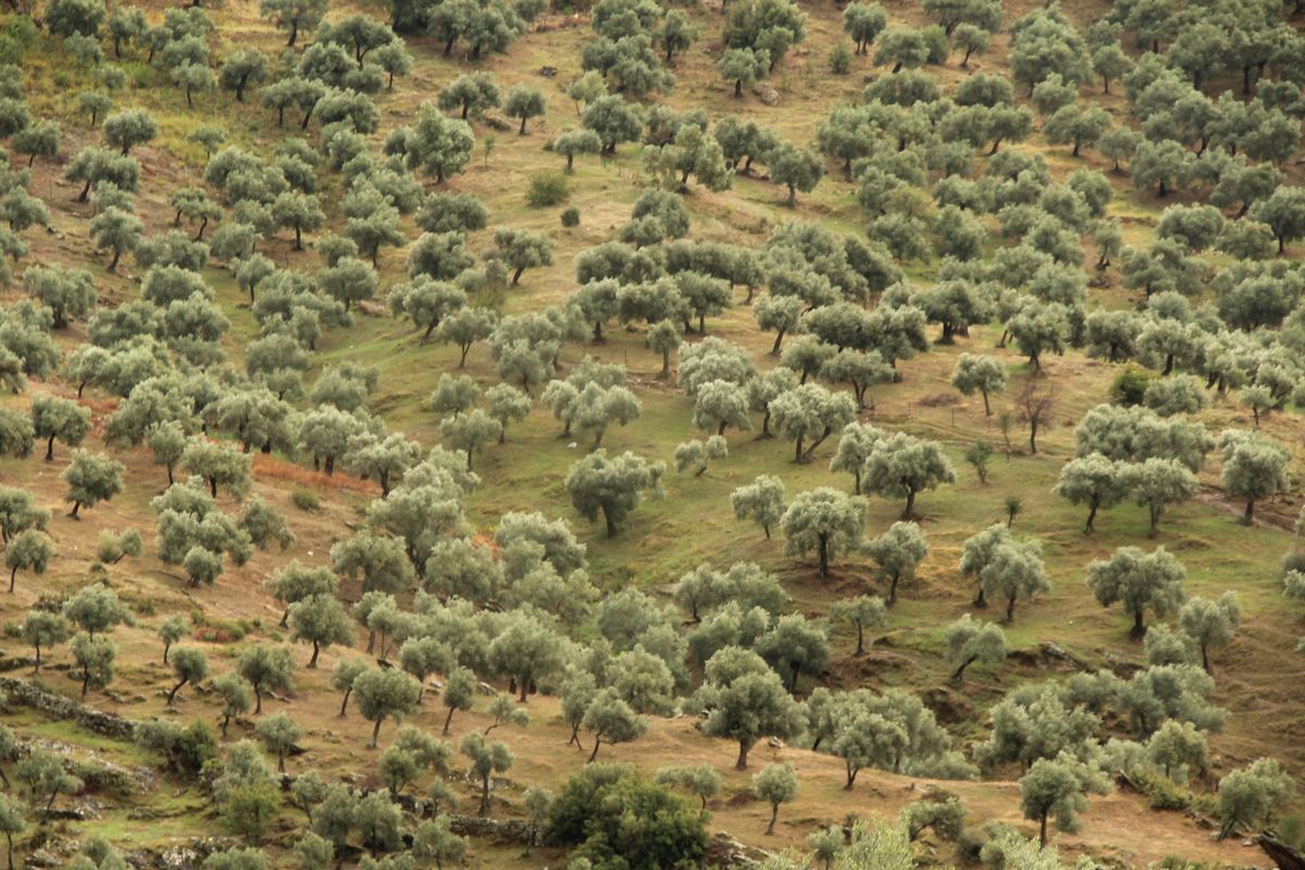 Torbadaki zeytine isyan büyüyor!