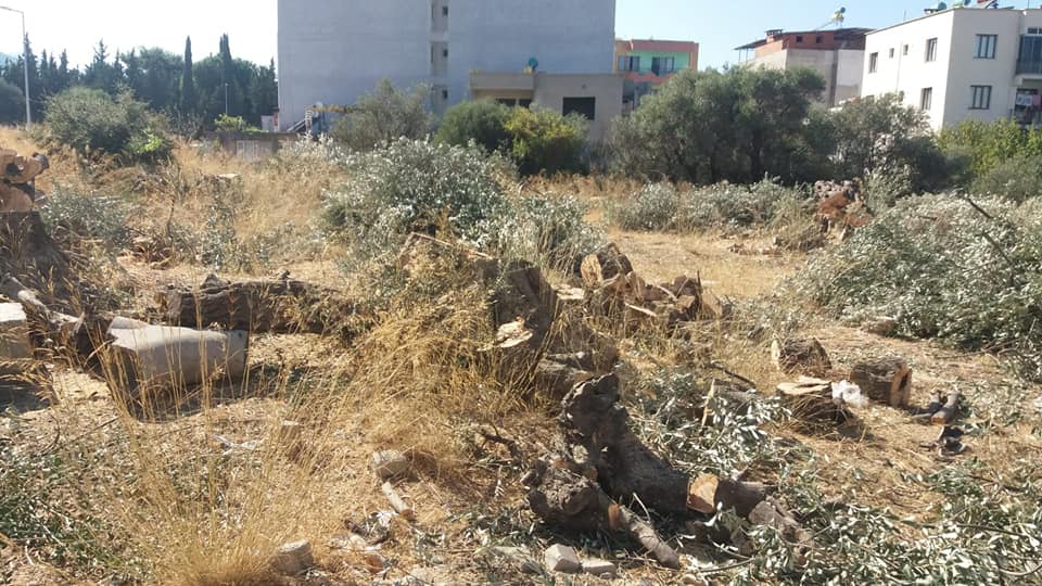 Zeytin ağaçları kesilerek yapılan konutları büyük cezalar bekliyor